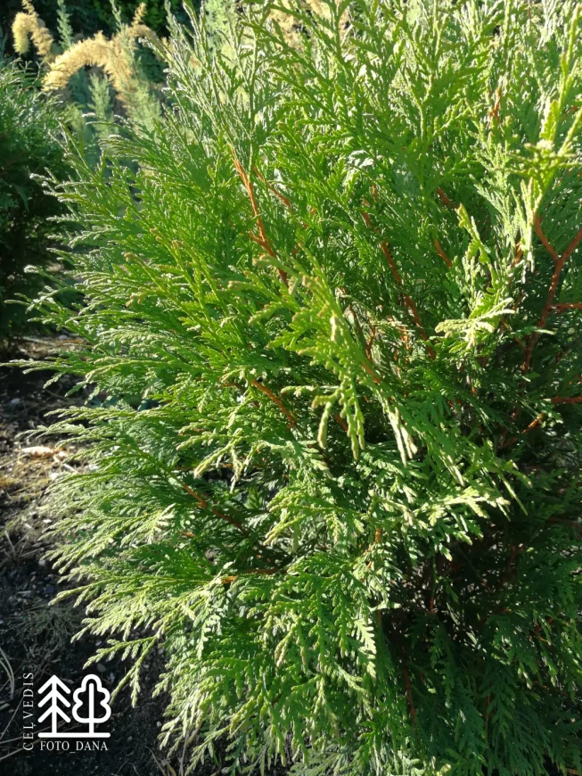 Thuja occidentalis   'Woodwardii'